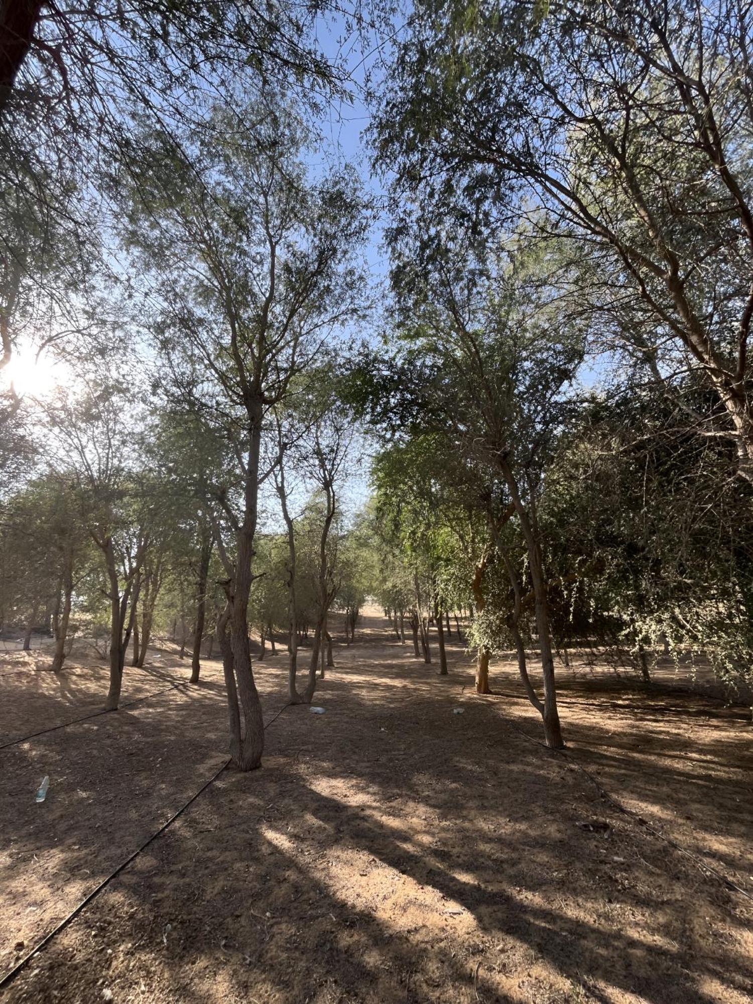 Campsite Sahara & *